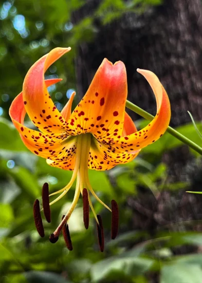 Turk's Cap Lily Bulbs - 10 Orange Tiger Lilies for Planting - Hardy Perennial Flowers