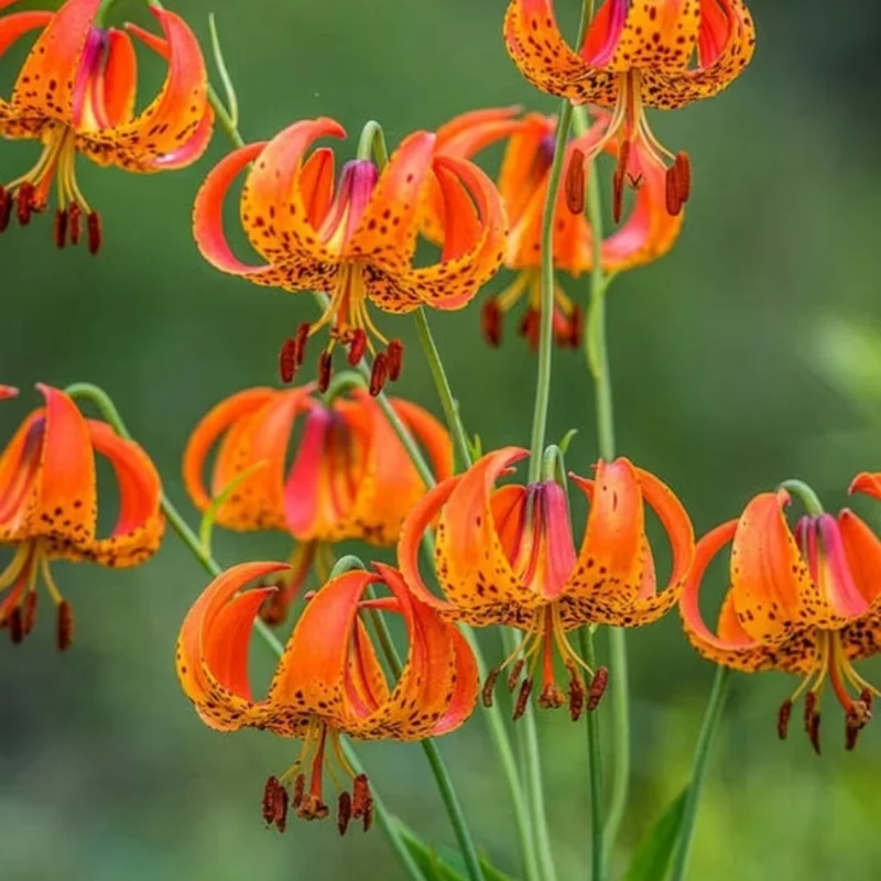 Turk's Cap Lily Bulbs - 10 Orange Tiger Lilies for Planting - Hardy Perennial Flowers