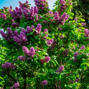 Common Lilac Plant - Purple Lilac Bush - 4 Inch Pot - Fragrant Blooms