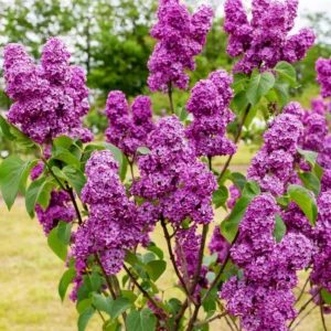 Common Lilac Plant - Purple Lilac Bush - 4 Inch Pot - Fragrant Blooms