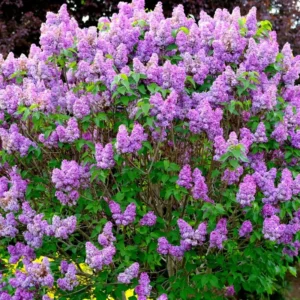 Common Lilac Plant - Purple Lilac Bush - 4 Inch Pot - Fragrant Blooms
