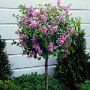 Common Lilac Plant - Purple Lilac Bush - 4 Inch Pot - Fragrant Blooms