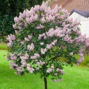 Lilac Plant Live - 6-12 Inches Potted Shrub Lavender Blue Flowers for Outdoor Garden
