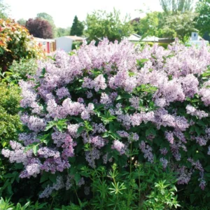 Lilac Plant Live - 6-12 Inches Potted Shrub Lavender Blue Flowers for Outdoor Garden