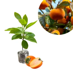 Persimmon Tree Plant Live - Sweet Fruit Tree - 6-12 Inches - Hardy Planting Tree