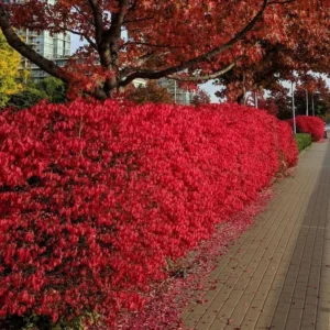 Dwarf Burning Bush Shrub 2.5'' Pot Vibrant Red Hardy Outdoor Plant