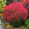 Dwarf Burning Bush Shrub 2.5'' Pot Vibrant Red Hardy Outdoor Plant