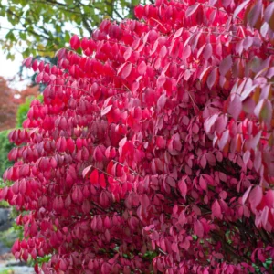 Dwarf Burning Bush Bare Roots - 10 Pack - Red Ornamental Shrub 5-10 Inches