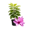 Magnolia Tree Live Plant - 4-8 Inches, Fragrant Blooms, Perennial Flowers Ready to Grow