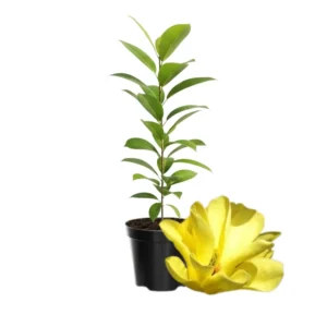 Magnolia Tree Live Plant - 4-8 Inches, Fragrant Blooms, Perennial Flowers Ready to Grow