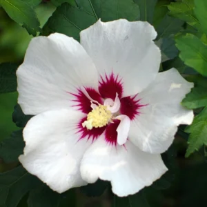 Althea Rose of Sharon Plant - Live Hibiscus Shrub 6-12 Inch - Garden Blooms