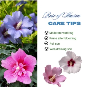 Althea Rose of Sharon Plant - Live Hibiscus Shrub 6-12 Inch - Garden Blooms
