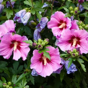 Althea Rose of Sharon Plant - Live Hibiscus Shrub 6-12 Inch - Garden Blooms