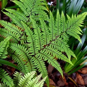 Ferns Bare Roots Set - Live Fern Plants 4-6 Inches - Hardy Shade Garden Plants