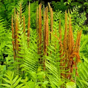Ferns Bare Roots Set - Live Fern Plants 4-6 Inches - Hardy Shade Garden Plants