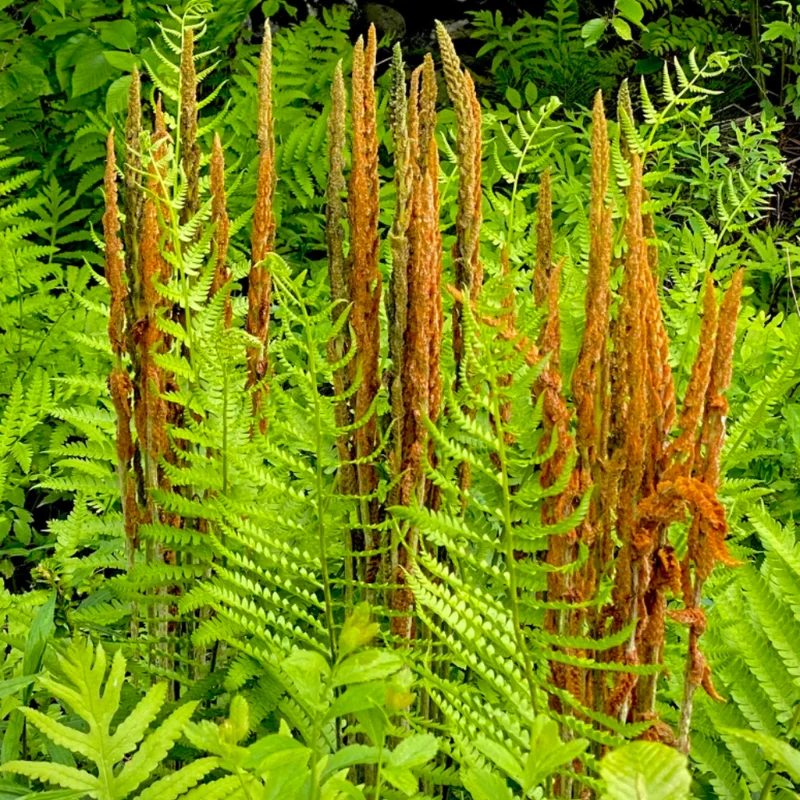 Ferns Bare Roots Set - Live Fern Plants 4-6 Inches - Hardy Shade Garden Plants