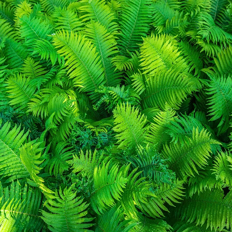 Ferns Bare Roots Set - Live Fern Plants 4-6 Inches - Hardy Shade Garden Plants