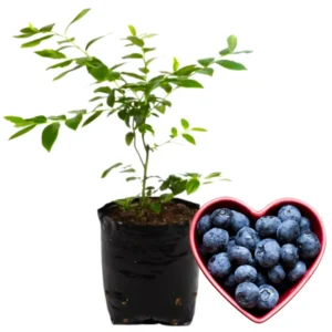 High Yield Blueberry Plant Live - Southern Highbush Blueberry Bushes 4-7 inch