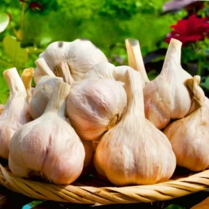 1 Pound Hard Neck Garlic for Planting in Fall, Top Size Garlic Bulb for Planting, Fresh and High Yield, Cold Hardy, Planting Softneck Hardneck