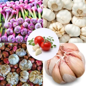 1 Pound Hard Neck Garlic for Planting in Fall, Top Size Garlic Bulb for Planting, Fresh and High Yield, Cold Hardy, Planting Softneck Hardneck