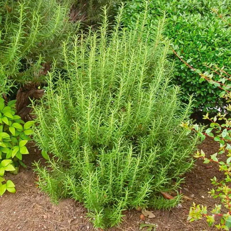 Rosemary Plants Live Set - 4'' Pot Upright Herb - Garden & Container Planting