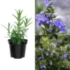 Rosemary Live Plant - Perennial Herb - 6-8 Inches - 2 Plants per Pot