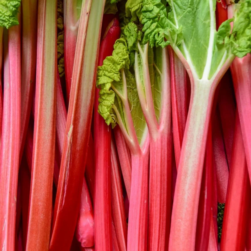 Rhubarb Plants Live - Pack of 2 - Red Stalks - Hardy Perennial Vegetable
