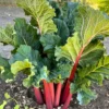 Rhubarb Plants Perennial Vegetable, Well Rooted 4-6 Inch, Crisp Red Stalks