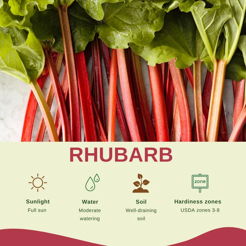Rhubarb Plants Perennial Vegetable, Well Rooted 4-6 Inch, Crisp Red Stalks
