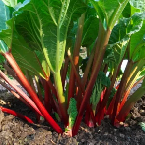 Rhubarb Plants Perennial Vegetable, Well Rooted 4-6 Inch, Crisp Red Stalks