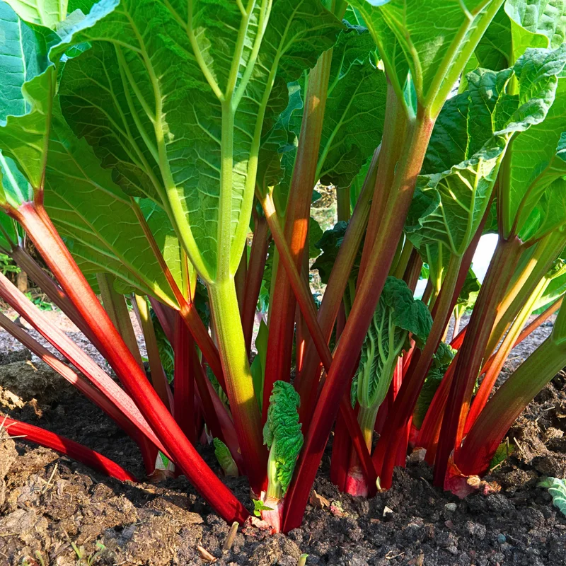 Rhubarb Plants Perennial Vegetable, Well Rooted 4-6 Inch, Crisp Red Stalks
