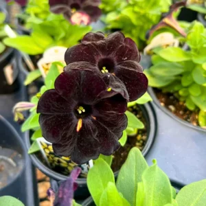 Black Petunia Plants Live, Annual Flowering Plants 3-5 Inch, Indoor/Outdoor Growing