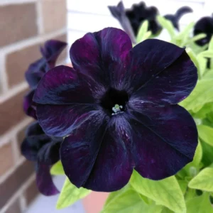 Black Petunia Plants Live, Annual Flowering Plants 3-5 Inch, Indoor/Outdoor Growing