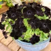 Black Petunia Plants Live, Annual Flowering Plants 3-5 Inch, Indoor/Outdoor Growing