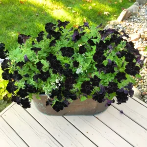 Black Petunia Plants - 2 Pots of Vibrant Black Flowers, 3-5 Inches