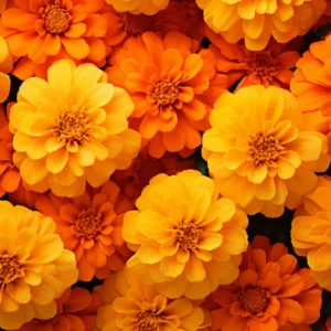 Marigold Flower Plant Mix - Vibrant Orange Yellow, 3-5 Inches, Well Rooted