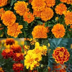 Marigold Flower Plant Mix - Vibrant Orange Yellow, 3-5 Inches, Well Rooted