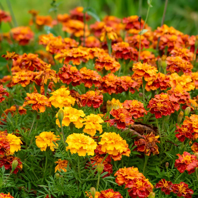 French Marigold Plants Pack of 6 - Assorted Colors - Easy to Grow Flowering Marigolds