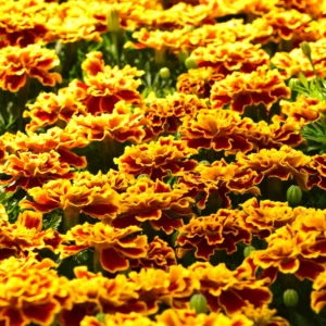 French Marigold Plants Pack of 6 - Assorted Colors - Easy to Grow Flowering Marigolds