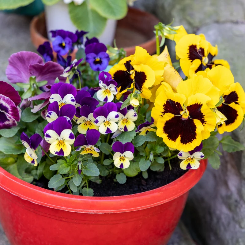Mix Pansy Plants Set of 3, Cool-Season Annuals, 3-5 Inches, Assorted Colors, Live Plants