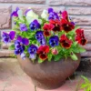 Mix Pansy Plants Set of 3, Cool-Season Annuals, 3-5 Inches, Assorted Colors, Live Plants