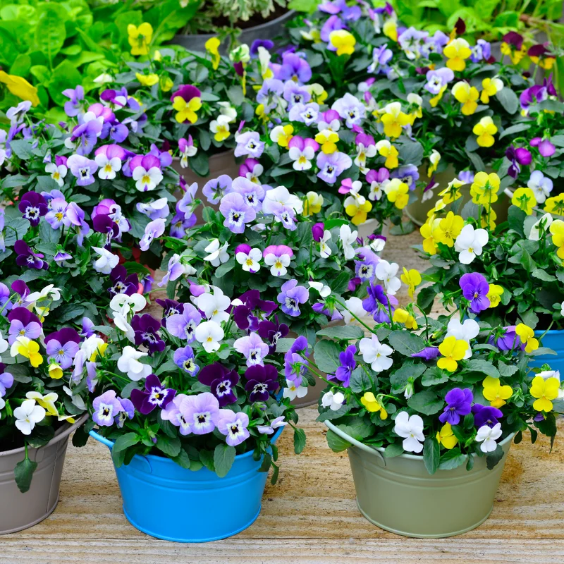 Mix Pansy Plants 4 Inch Pot Set - Hardy Cool-Season Annual Blooms Outdoor Garden