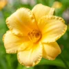 Daylily Bulbs for Planting - Reblooming Perennial Flower Roots
