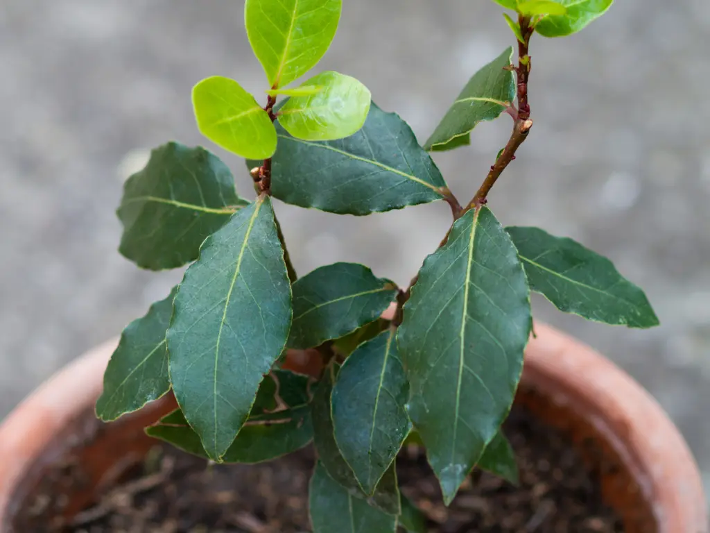 planting Bay leaf plants