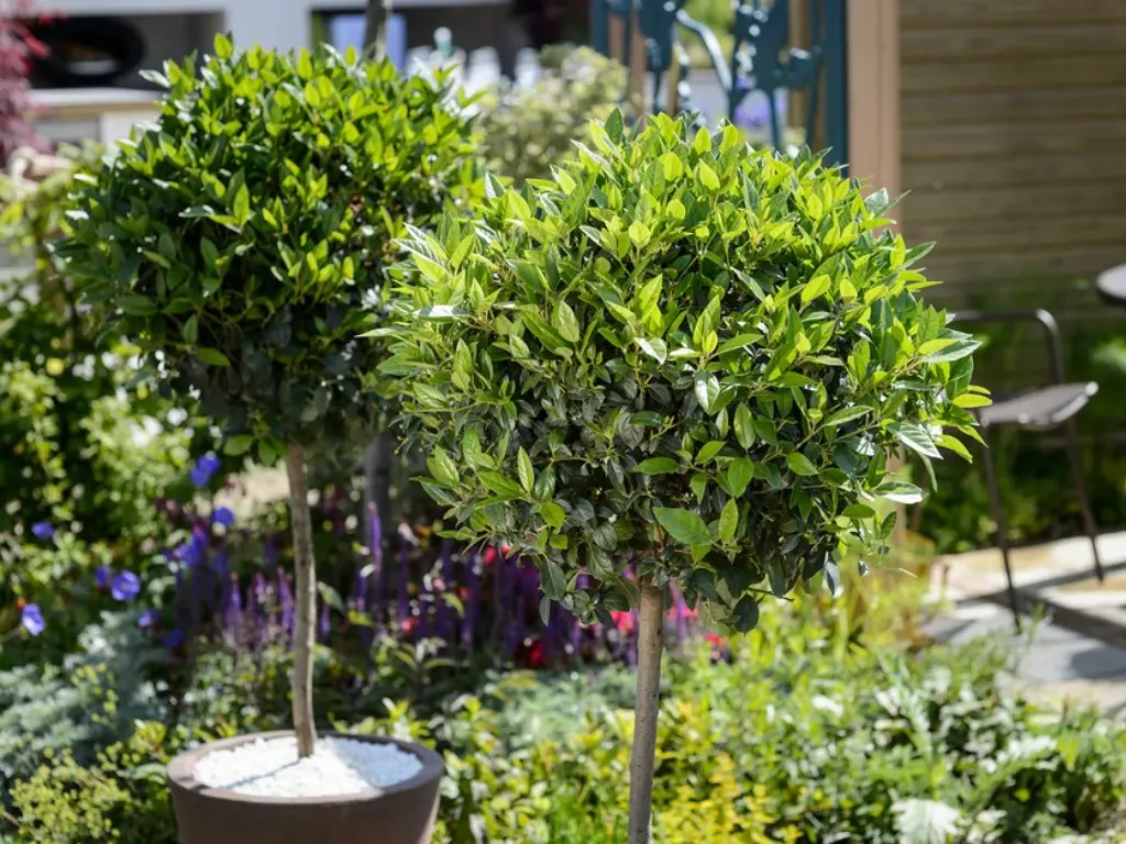 Bay Laurel in pots