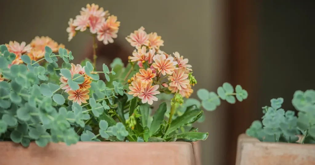 how to grow Lewisia in pots