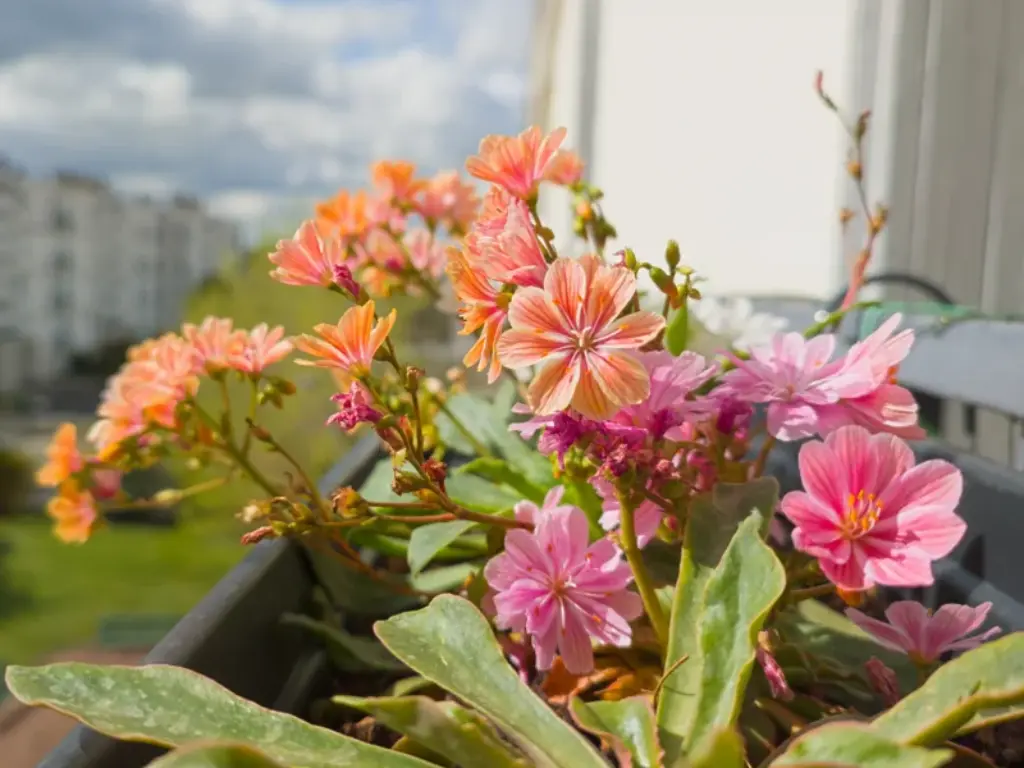 Lewisia
