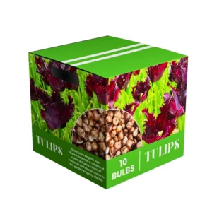 Black Parrot Tulip Bulbs - 10 Medium Size Flower Bulbs for Sale