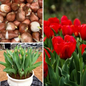 Red Tulip Bulbs - Medium Size - Ready to Grow - Garden Planting