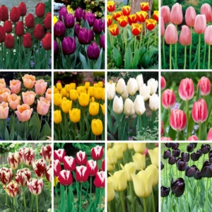 Mix Tulip Bulbs Medium Size Ready to Grow Flower Bulbs